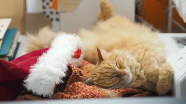 Roztomilá kočičí ležet břichem v Santa Claus red hat. Nadýchané pet podřimoval na pracovním stole. Vánoční a novoroční dovolená. — Stock video