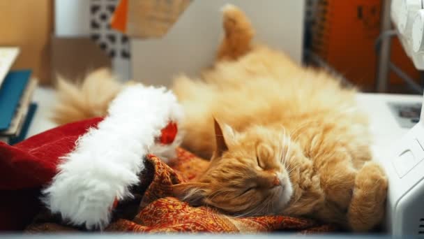 Mignon chat roux couché ventre en haut dans le chapeau rouge du Père Noël. Pelucheux animal de compagnie somnolant sur la table de travail. Noël et Nouvel An vacances . — Video