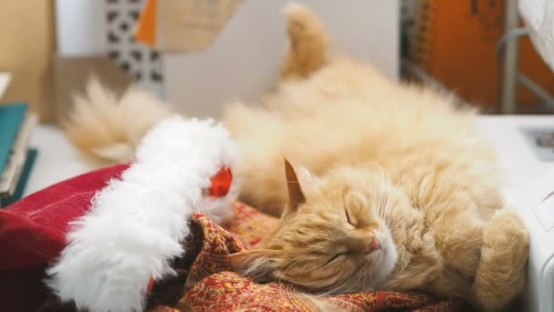 Cute ginger cat lying belly up in Santa Claus red hat. Fluffy pet dozing on work table. Christmas and New Year holiday. — Stock Video