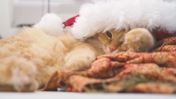 Cute ginger cat lying under Santa Claus red hat. Fluffy pet dozing on work table. Christmas and New Year holiday. — Stock Video