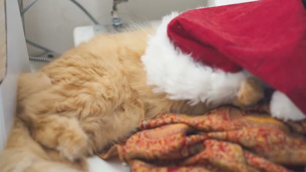 Noel Baba kırmızı şapka altında yalan şirin zencefil kedi. Kabarık evde beslenen hayvan iskambil etmek insan. Noel ve Yılbaşı tatil. — Stok video