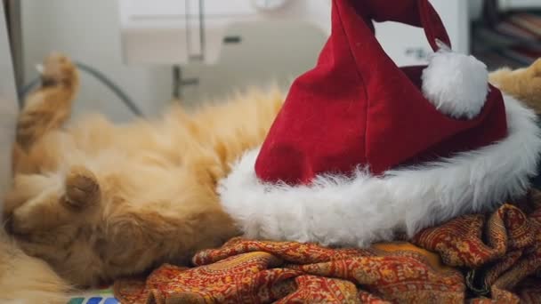 かわいい生姜猫サンタ クロースの赤い帽子の下で横になっています。ふわふわペット再生 eith 人間。クリスマスと新年の休日. — ストック動画