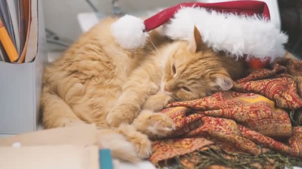 Lindo gato jengibre acostado en Santa Claus sombrero rojo. Mascotas mullidas dormitando en la mesa de trabajo. Vacaciones de Navidad y Año Nuevo . — Vídeo de stock