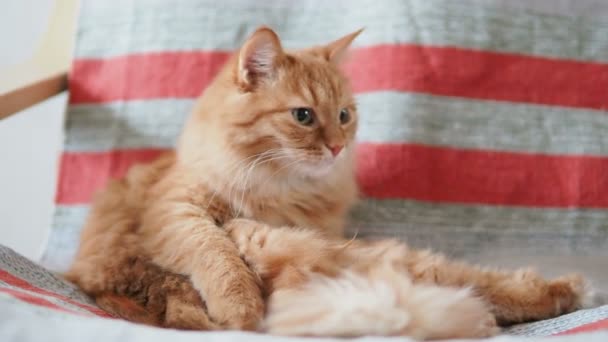 Mignon chat roux allongé sur une chaise. Animaux pelucheux léchant sa fourrure sur du tissu rayé. Maison confortable . — Video