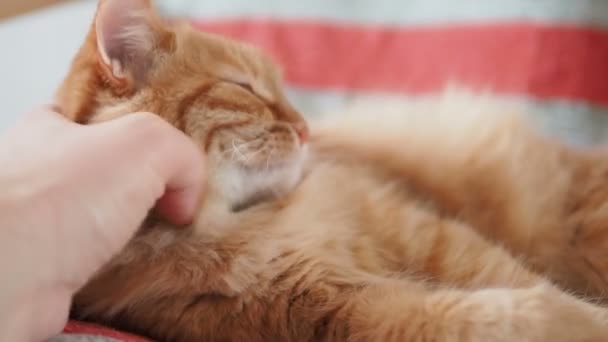Söt ingefära katt liggande på stol. Fluffiga husdjur bita lekfullt mans hand. Mysiga hem. — Stockvideo