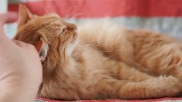 Lindo gato jengibre acostado en la silla. Fluffy mascota mordiendo juguetonamente mans mano. Acogedora casa . — Vídeo de stock