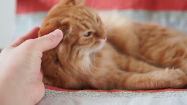 Lindo gato jengibre acostado en la silla. Fluffy mascota mordiendo juguetonamente mans mano. Acogedora casa . — Vídeo de stock