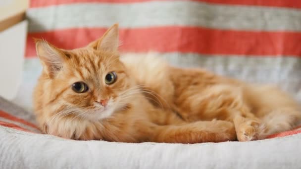 かわいい生姜猫は椅子の上に横たわっています 生地をストライプでふわふわペット居眠り 居心地の良い家 — ストック動画