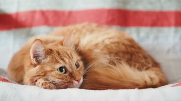 Roztomilý zázvor kočka spí na židli. Nadýchané domácí podřimoval na pruhované tkaniny. Útulný domov. — Stock video