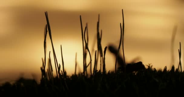 Makro bilder med rörliga myrorna på sunset bakgrund. — Stockvideo