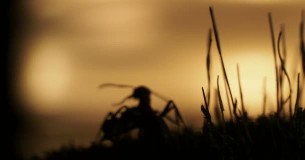 Makroaufnahmen mit bewegten Ameisen auf dem Hintergrund des Sonnenuntergangs. — Stockvideo