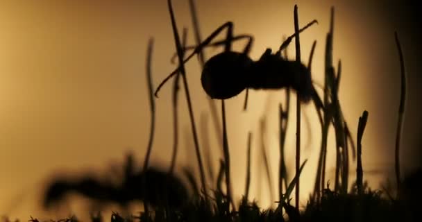 Makroaufnahmen mit bewegten Ameisen auf dem Hintergrund des Sonnenuntergangs. — Stockvideo