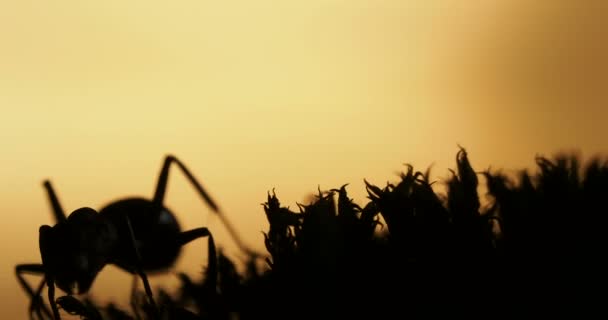 宏观镜头与移动的蚂蚁在日落背景. — 图库视频影像
