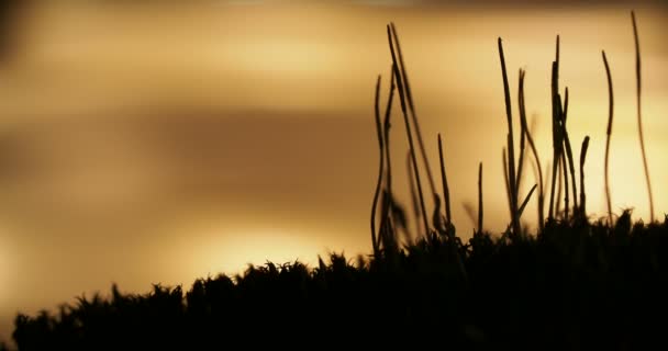 Makro bilder med rörliga myrorna på sunset bakgrund. — Stockvideo