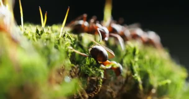 Макросъемка с движущимися муравьями на зеленом мху . — стоковое видео