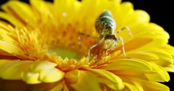 Sarı çiçek üzerinde oturan Creobroter destek mantis. — Stok video