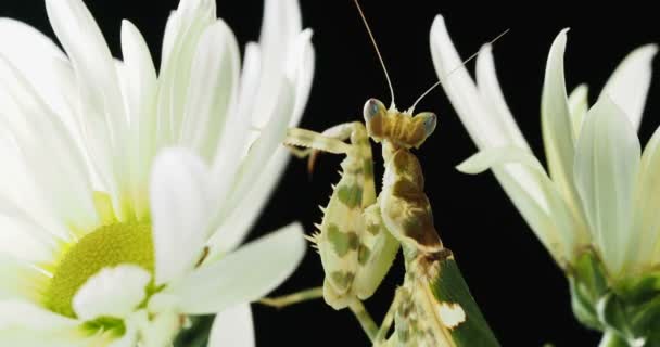 Creobroter mantis Μελεαγρίς κάθεται στο λουλούδι. — Αρχείο Βίντεο