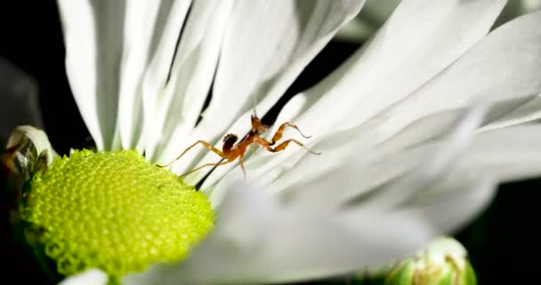 Ung Creobroter meleagris mantis i blomma. — Stockvideo