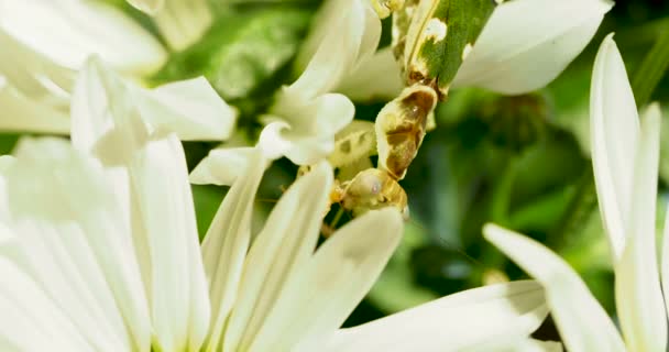 Creobroter meleagris mantis comiendo algo en flor . — Vídeos de Stock