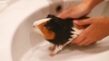 Eskiden şiling şimdi domuz lavaboda oturuyor. Islak banyo evde beslenen hayvan