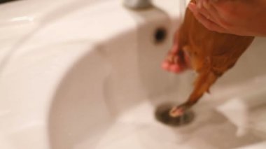 Eskiden şiling şimdi domuz lavaboda oturuyor. Islak banyo evde beslenen hayvan