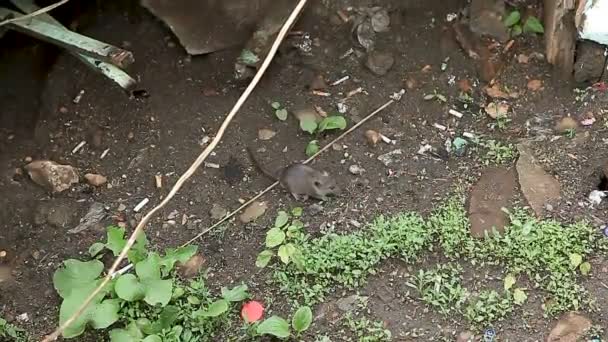 Rata callejera salvaje buscando comida entre la basura . — Vídeo de stock