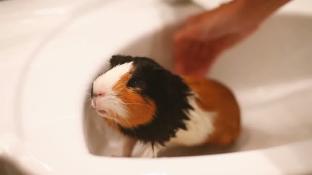 Cavia zit in de gootsteen. Natte zwemmen huisdier — Stockvideo