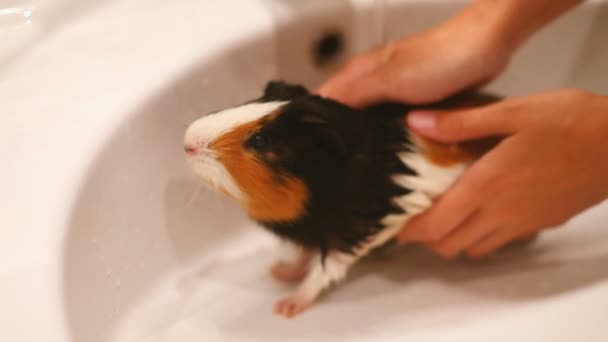 Cavia zit in de gootsteen. Natte zwemmen huisdier — Stockvideo