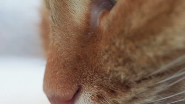 Close up footage of blinking cat. Macro clip of fluffy pets eye. — Stock Video