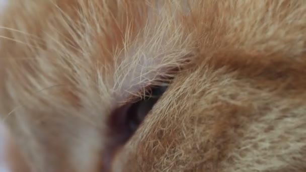 Close-up beelden van knipperende kat. Macro clip van pluizig huisdieren oog. — Stockvideo