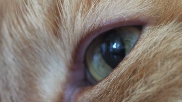 Close up footage of blinking cat. Macro clip of fluffy pets eye. — Stock Video
