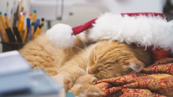 Cute ginger cat lying in Santa Claus red hat. Fluffy pet dozing on work table. Christmas and New Year holiday. — Stock Video