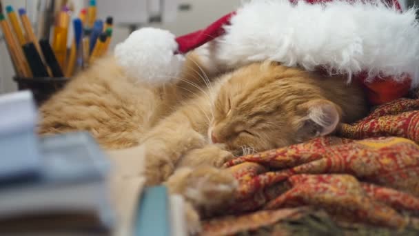 Ładny kot imbir, leżącego w Santa Claus czerwony kapelusz. Pet puszysty spychania na stół roboczy. Boże Narodzenie i nowy rok wakacje. — Wideo stockowe