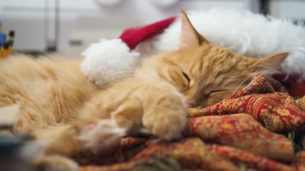 Lindo gato jengibre acostado en Santa Claus sombrero rojo. Mascotas mullidas dormitando en la mesa de trabajo. Vacaciones de Navidad y Año Nuevo . — Vídeos de Stock