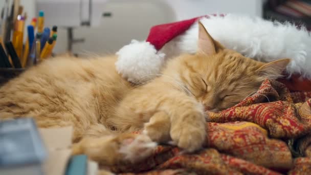 Gato de gengibre bonito deitado no chapéu vermelho Papai Noel. Animal de estimação fofo dormindo na mesa de trabalho. Natal e feriado de Ano Novo . — Vídeo de Stock