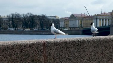 Çift Karabaş martı, Chroicocephalus ridibundus, taş parapetin üzerinde kalan, Neva nehir setin Sankt-Petersburg, Rusya.