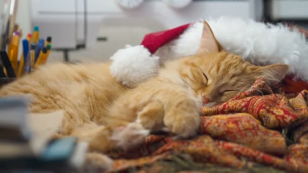 Mignon chat roux couché dans le chapeau rouge du Père Noël. Pelucheux animal de compagnie somnolant sur la table de travail. Noël et Nouvel An vacances . — Video