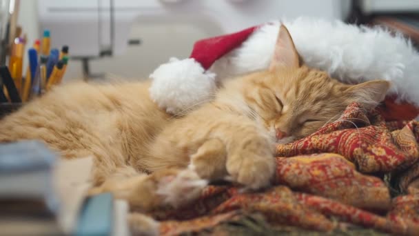 Gato de gengibre bonito deitado no chapéu vermelho Papai Noel. Animal de estimação fofo dormindo na mesa de trabalho. Natal e feriado de Ano Novo . — Vídeo de Stock