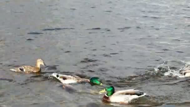 Drakes et canards se battant entre eux pour de la nourriture. Rivière Neva, Saint-Pétersbourg, Russie . — Video