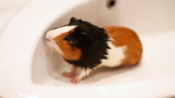 Cerdo de Indias sentado en el fregadero. Mascota de baño húmeda — Vídeos de Stock