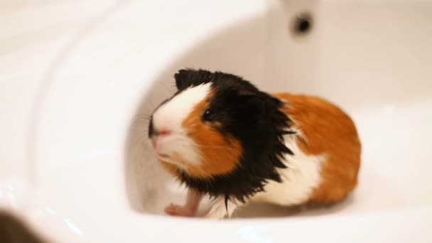 Cavia zit in de gootsteen. Natte zwemmen huisdier — Stockvideo