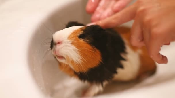 Cavia zit in de gootsteen. Natte zwemmen huisdier — Stockvideo