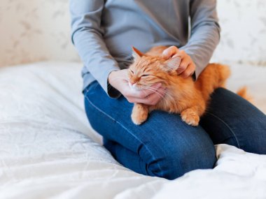Şirin zencefil kedi kadının ellerinde yatıyor. Kabarık pet rahat uyumak için veya oynamak için yerleşti. Evde rahat sabah uyku zamanı.