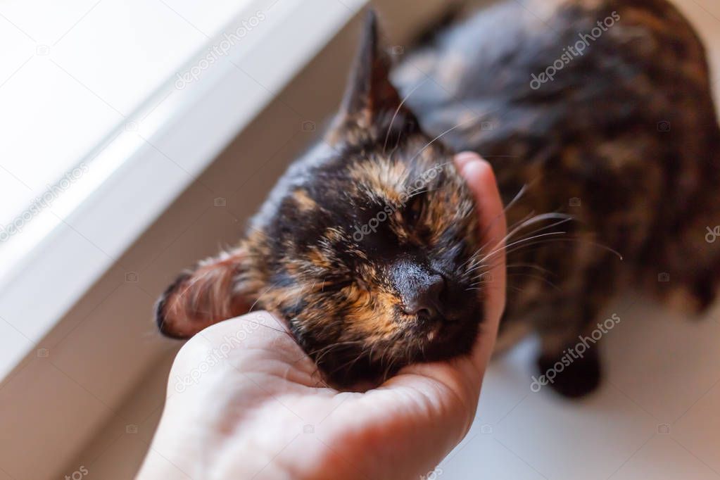 Woman is stroking cute tortoiseshell color. Fluffy pet. Pet adoption of non-pedigreed cat.