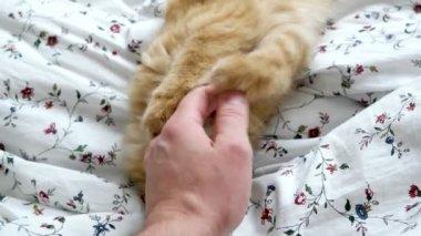 Şirin zencefil kedi oynuyor adamın el ile. Kabarık pet yatağında yatıyor. Rahat ev.