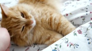 Adam şirin zencefil kedi okşayarak. Rahat ev. Zevkle çatık kabarık evde beslenen hayvan.