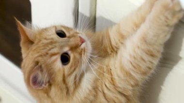 Kadın çiğ et kesiyor. Şirin zencefil kedi bir et parçası çelik çalışıyor. Mutfak at kabarık evde beslenen hayvan.