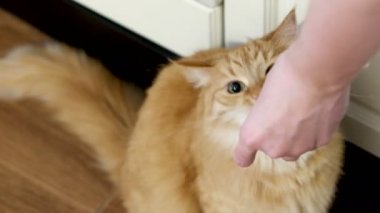 Kadın şirin zencefil kedi etle besleniyor. Mutfak at kabarık evde beslenen hayvan.