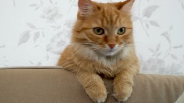 Şirin zencefil kedi kanepede oturuyor. Rahat ev. Kabarık evde beslenen hayvan görünüyor merak ile.