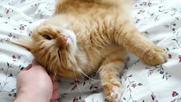 Ο άνθρωπος χαϊδεύοντας το χαριτωμένο γάτα τζίντζερ. Ζεστό, άνετο σπίτι. Αφράτο pet frowning με ευχαρίστηση. — Αρχείο Βίντεο
